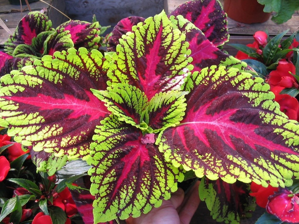 Coleus forskohlii یا حسن یوسف در طب سنتی و چشم